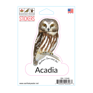 1046 Northern Saw-Whet Owl