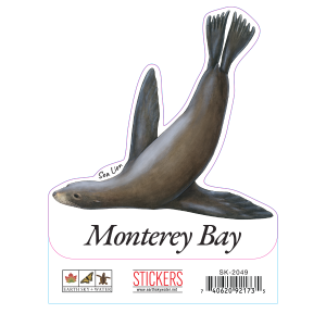 2049 Sea Lion Swimming